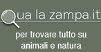 Qua la zampa